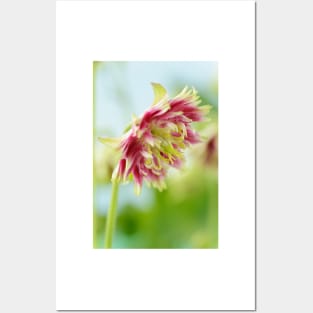 Aquilegia vulgaris var. stellata  &#39;Nora Barlow&#39; (Barlow Series)  Columbine Posters and Art